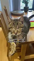 Blind Cat Dmitri-blind_cat_dmitri
