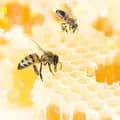 honey-honeyhunting