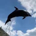 Marine mammal team 🐬 🌍-dolphinstorie