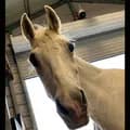Starr D Ranch Horse Sanctuary-starrdhorsesanctuary